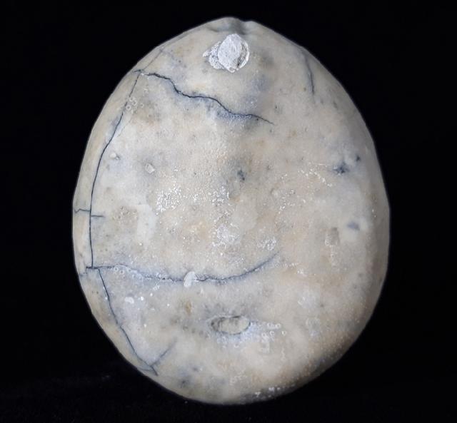 Echinocorys scutata (LESKE 1778) - Bild © FossNet FossilienStore
